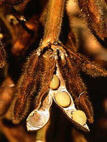 The First Boils Treatment