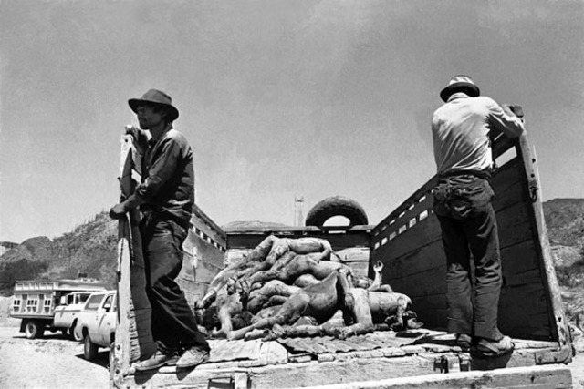 Se descubren cuatro fosas clandestinas en Pucayacu.