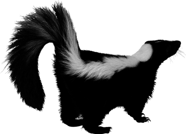 Injury to the Face After Skunk Bite