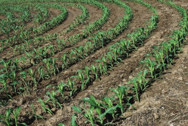 Crop Selectivity (4000 BCE)