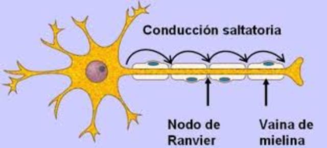Cajal investiga la conducción del impulso nervioso hacia el cerebro