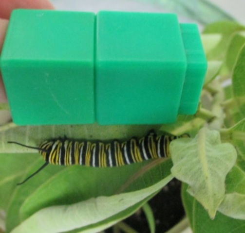 Oliver is 2 cubes long!