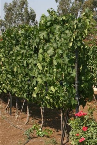 First Shabbat in Israel