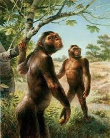 Australopithecus Afarensis Antiguedad de 3 a 4 millones de años