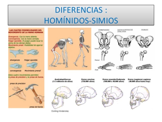 Simios y hominidos