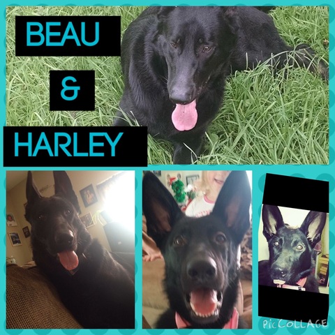 Beau&Harley