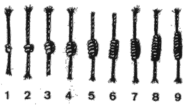 14388 SISTEMA DE NUMERACIÓN INCA