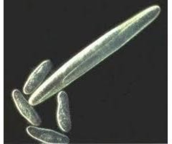 Epulopiscium Fishelsoni