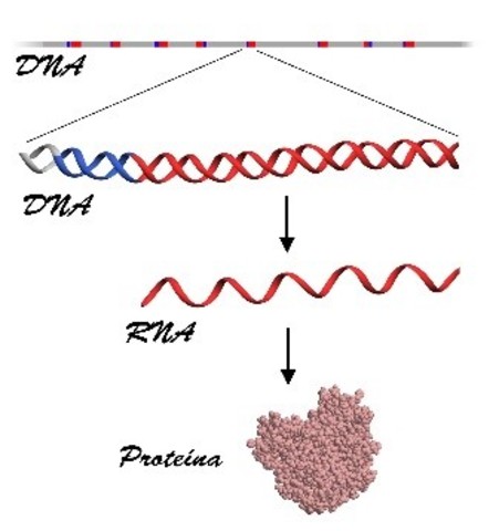 segmentos diferentes  de DNA