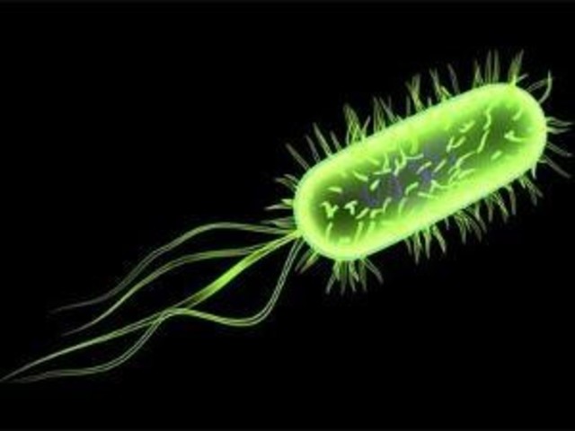 Escherichia coli