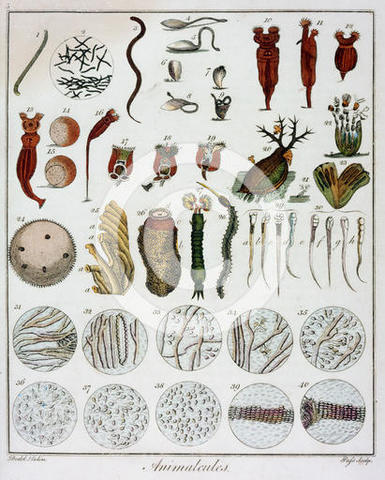 Bacteriologia: primera observacion de bacterias