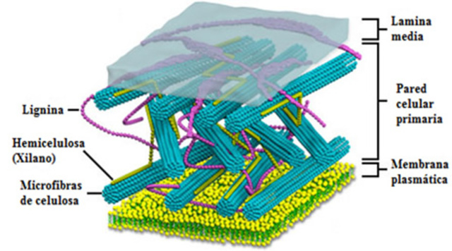 Fisiologia de las bacterias.