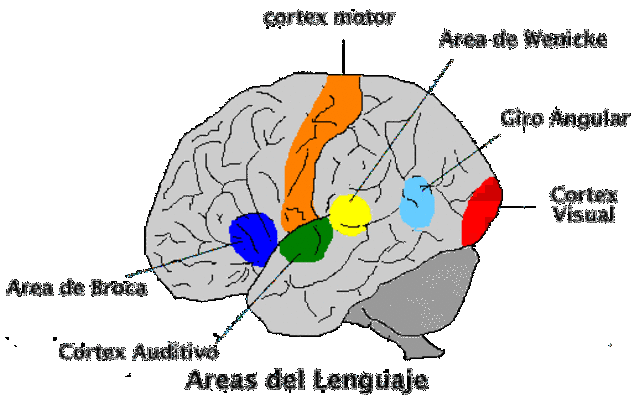 Descubrimiento del "Area de Broca" del "Area del habla" en el cerebro, por Paul Broca