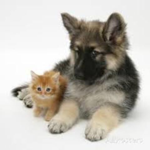 I Want To Have Pets.