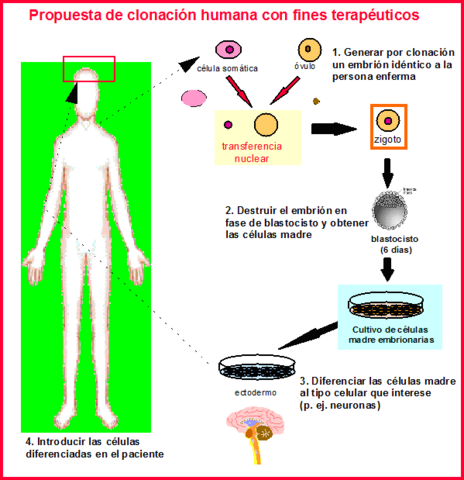 DESARROLLO DE EMBRIONES CLONADOS D.C.