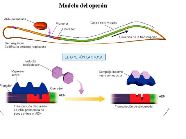 Biología molecular