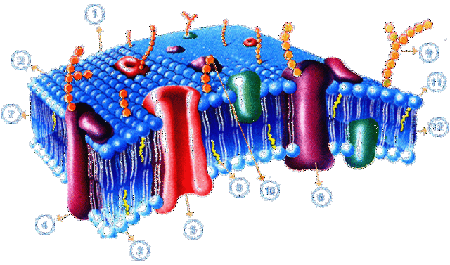 Fisiologia de las bacterias