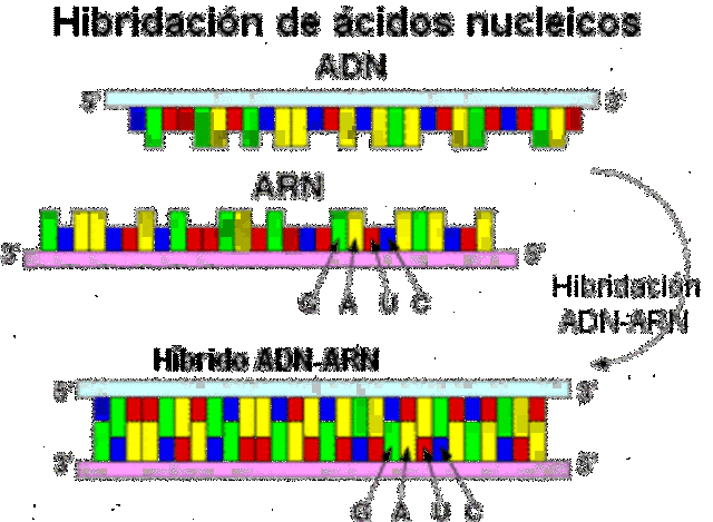 Biología molecular: Hibridación del ácido nucleico
