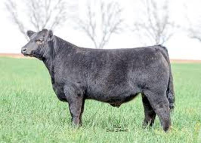 First year showing a beef steer at fair