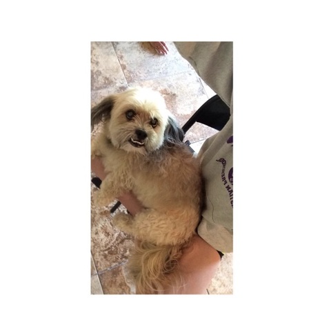 I got my first puppy