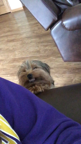 I got a little yorkie