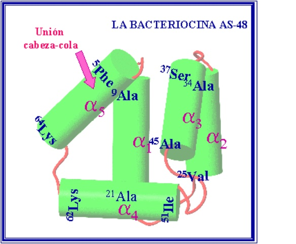 Bacteriocinas