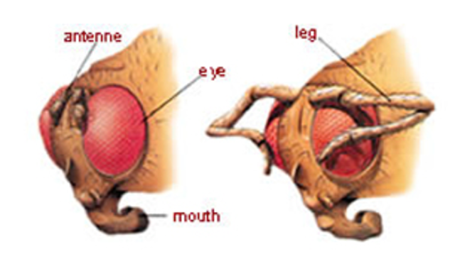 Rayos X causan mutación