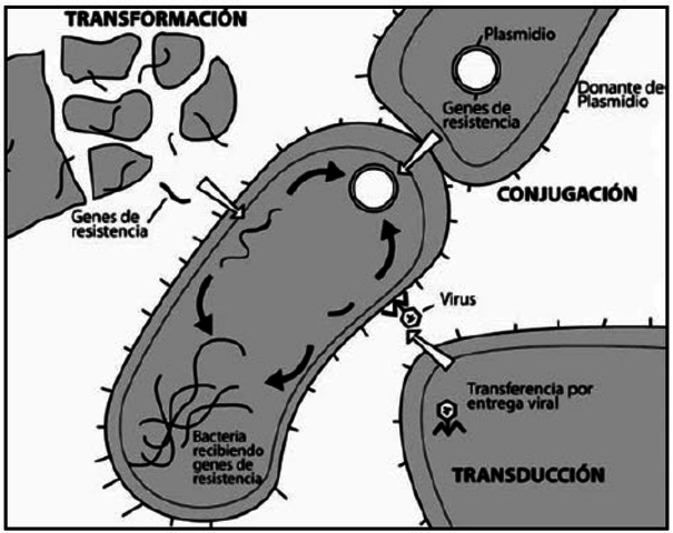 Mutación bacteriana