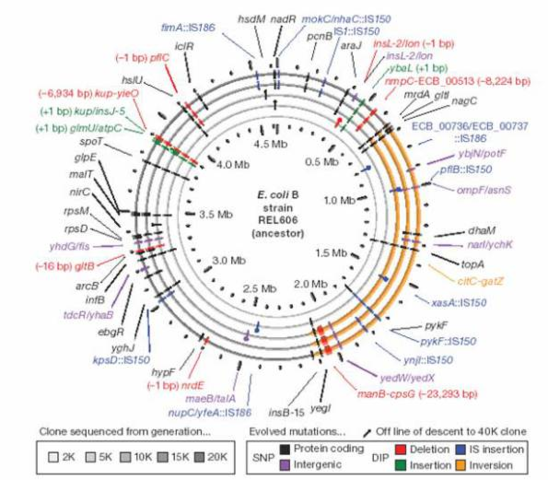 Escherichia coli