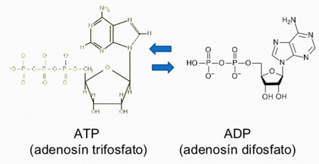 ATP y ADP