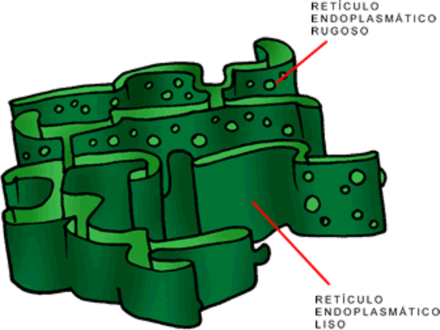 Retículo Endoplásmico