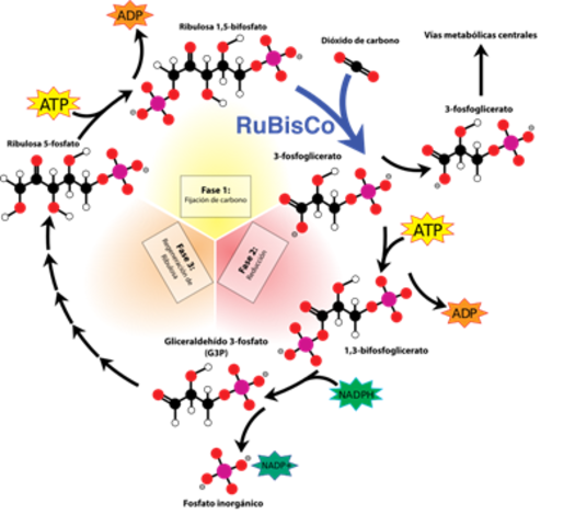 Ciclo de Calvin