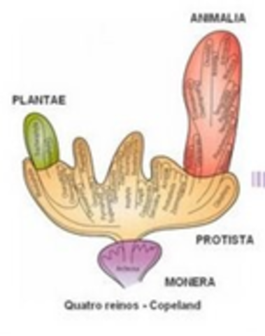 Clasificación de organimos