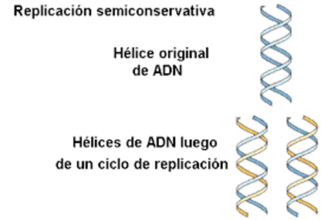 Replicación de ADN semiconservativo