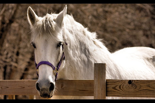 Won 1st place in showing my horse (Anne)