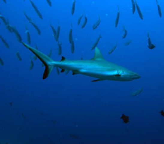 Palau Creates a Shark Sanctuary