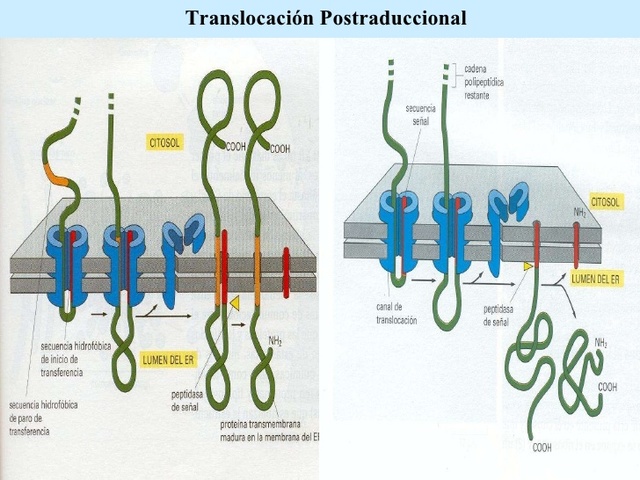 Procesamiento postraduccionales de polipéptidos