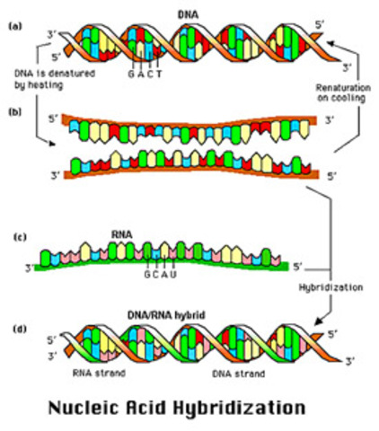 La hibridación ADN-ADN