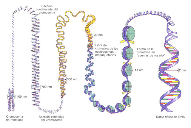 Estructura de la cromatina
