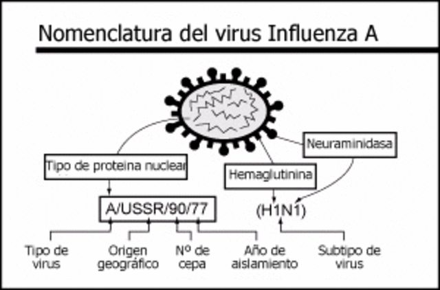 Nomenclatura de los virus de influenza