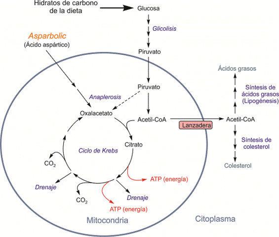 Síntesis de Carbohidratos