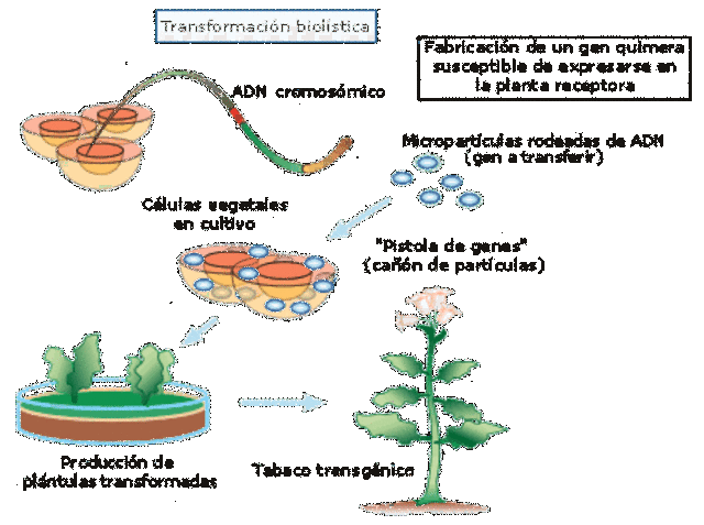 Plantas transgénicas
