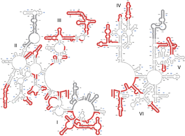 Sondas para identificación