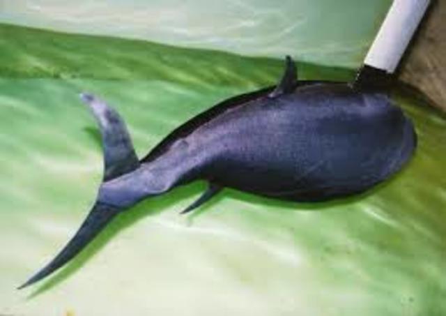 Biomimetric Robot - RoboTuna