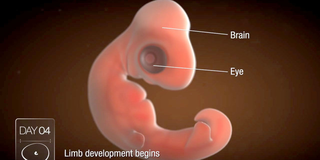 Second Month of Pregnancy