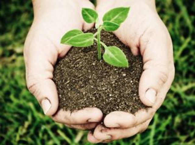 9. Adopta plantas endémicas