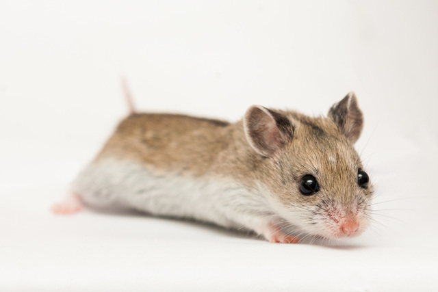 I get my first pet, a Chinese Dwarf-Hamster named Toro