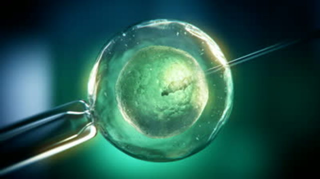 Vitro Fertilization