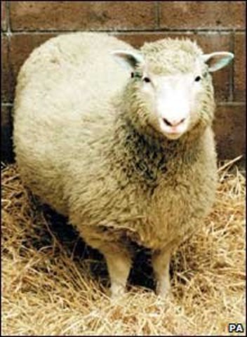 Cloned Sheep