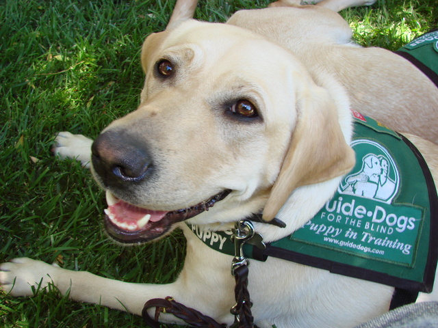 2.3 Evocative Gene Environment Correlation